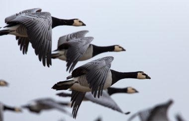 brant or brent geese  clipart