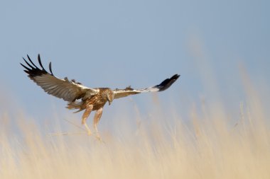 Marsh harrier uçuş 