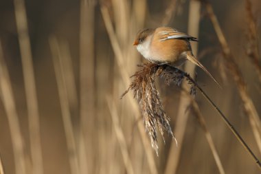 Sakallı baştankara kuş