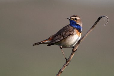 Bluethroat kuş dal