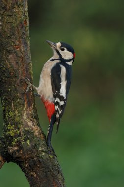 Büyük Benekli Ağaçkakan 
