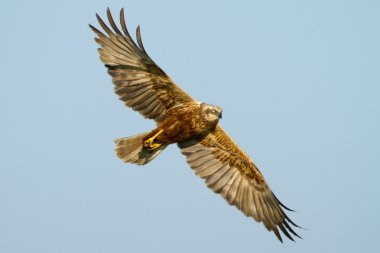 Marsh harrier uçuş