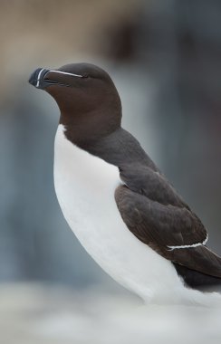 Razorbill (edilmiştir torda) ustura-Bill