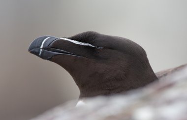 Razorbill (edilmiştir torda) ustura-Bill
