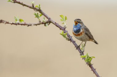Bluethroat (Luscinia svecica) 