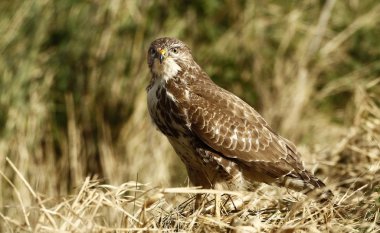 Avrupa şahini (buteo buteo )