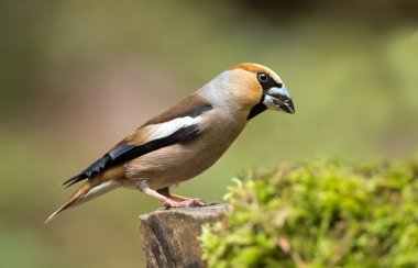 Hawfinch (Coccothraustes coccothraustes) clipart
