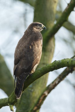 Marsh Harrier kuş 