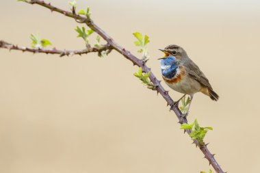 Bluethroat (Luscinia svecica) 