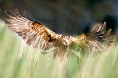 Batı marsh harrier 