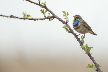 Bluethroat (Luscinia svecica) 