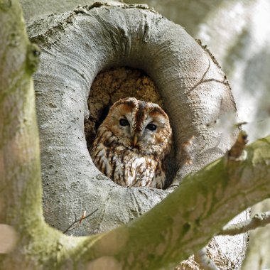 The tawny owl or brown owl clipart