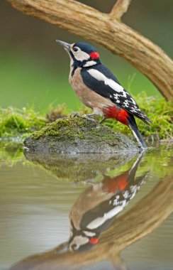 Büyük Benekli Ağaçkakan 