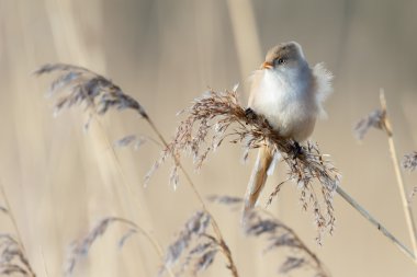 Sakallı baştankara kuş