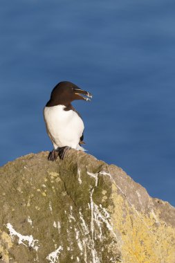 Razorbill (edilmiştir torda) ustura-Bill