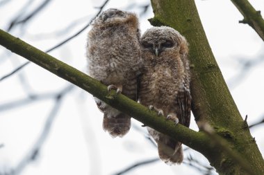 Alaca baykuş gençler