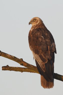 Marsh harrier uçuş 