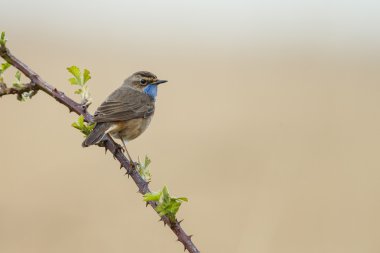 Bluethroat (Luscinia svecica) 