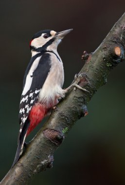 Büyük Benekli Ağaçkakan