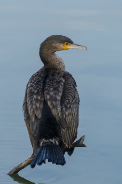 Büyük Karabatak (Phalacrocorax karbo)