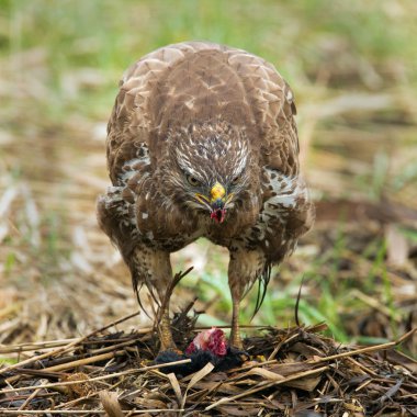 Şahin yakalanan bir köstebek var.
