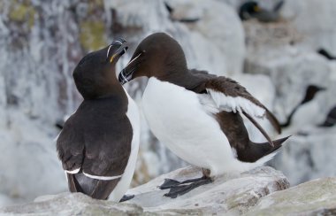 Buzlu sarılma razorbill.