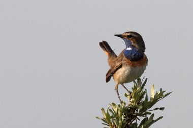 Bluethroat kuş dal