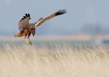 Marsh harrier uçuş 