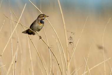 Reed üzerinde Bluethroat duran