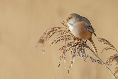 Sakallı baştankara kuş