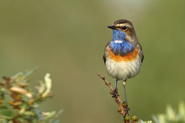 Bluethroat kuş dal