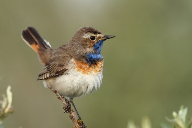 Bluethroat kuş dal