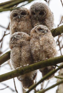 Tawny owl youngsters clipart