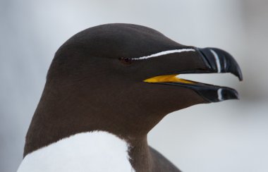 Razorbill (edilmiştir torda) ustura-Bill