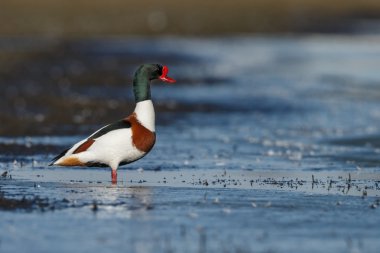 Doğa üzerinde ortak Shelduck