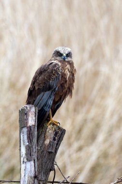Batı marsh harrier 