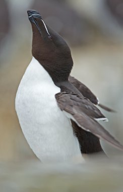 Razorbill (edilmiştir torda) ustura-Bill