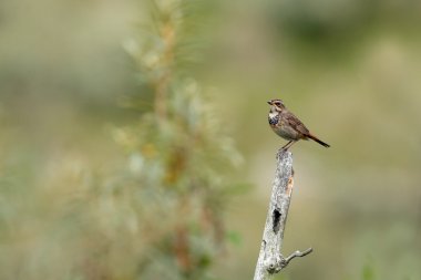 Kırlangıcı niteliğine 