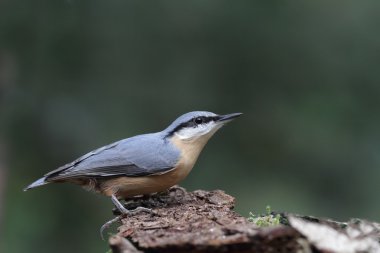 Sıvacı kuşu kuş niteliğine.