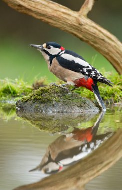 Büyük Benekli Ağaçkakan 