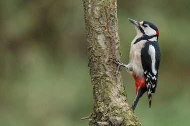 Büyük Benekli Ağaçkakan 