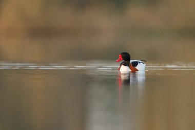 Doğa üzerinde ortak Shelduck