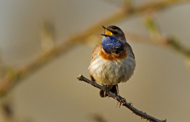 Şarkı Bluethroat dal