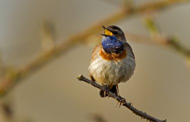 Singing Bluethroat on a branch clipart