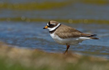 ortak halkalı cılıbıt