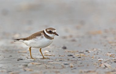 ortak halkalı cılıbıt