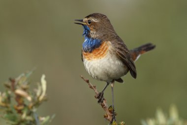 Bluethroat kuş dal