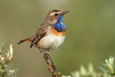 Bluethroat kuş dal