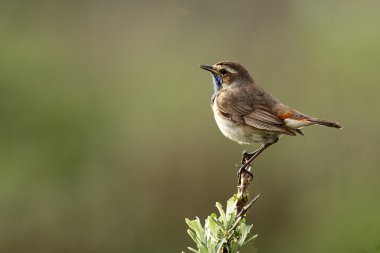 Bluethroat kuş dal