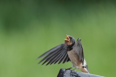 Kırlangıcı niteliğine 